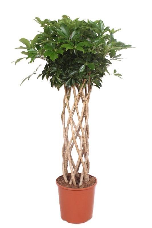 Горшечные цветы и растения оптом Schefflera Compacta Tube от 1шт из Голландии с доставкой по России