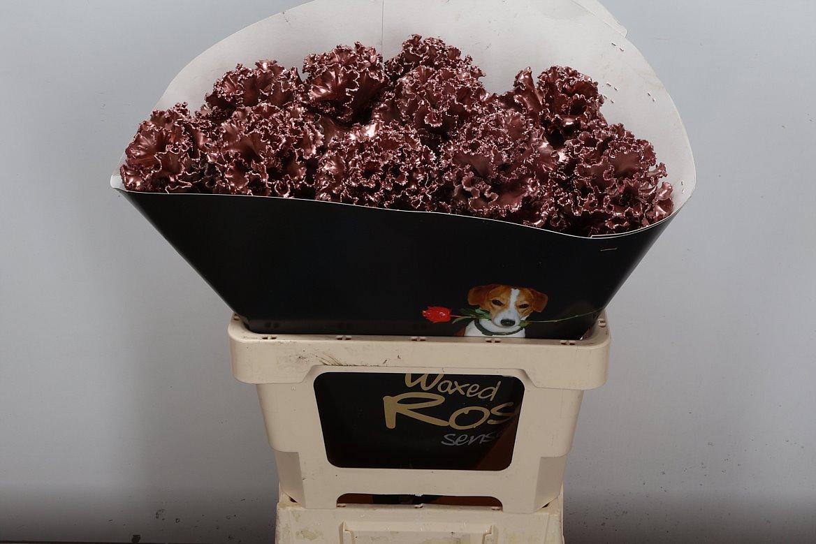 Срезанные цветы оптом Brassica wax fringed copper от 10шт из Голландии с доставкой по России