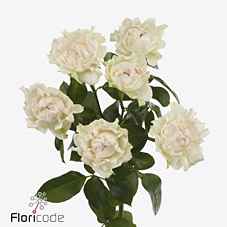 Срезанные цветы оптом Rosa sp hastags la vie от 40шт из Голландии с доставкой по России