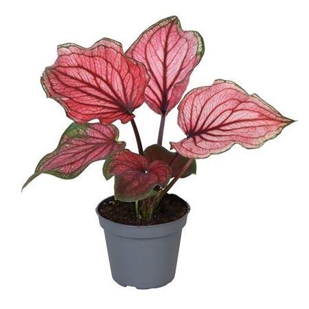 Горшечные цветы и растения оптом Caladium Lucia от 12шт (для телеги) из Голландии с доставкой по России