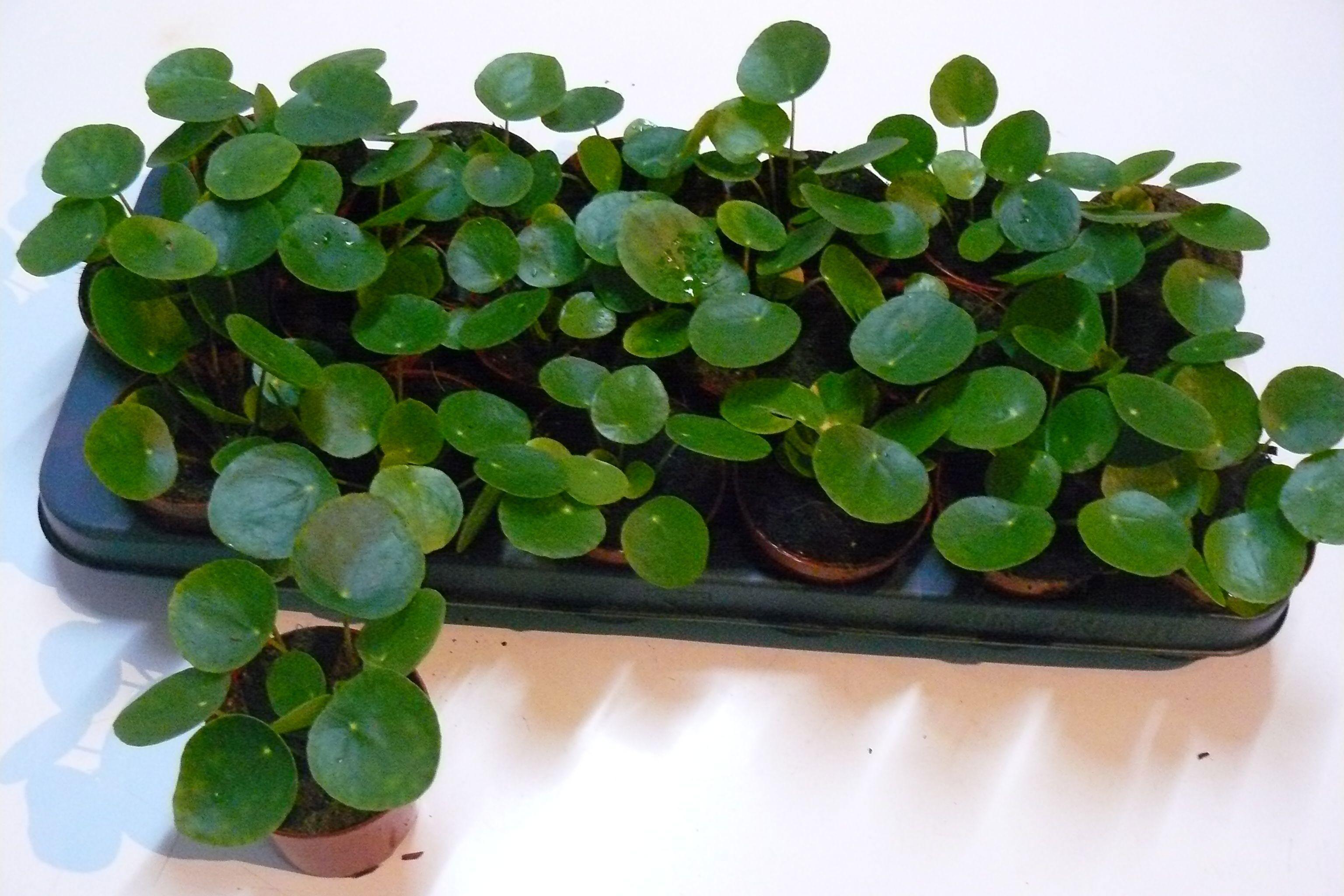 Горшечные цветы и растения оптом Pilea Peperomioides от 18шт (для телеги) из Голландии с доставкой по России