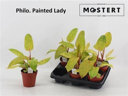 Горшечные цветы и растения оптом Philodendron Painted Lady от 6шт из Голландии с доставкой по России