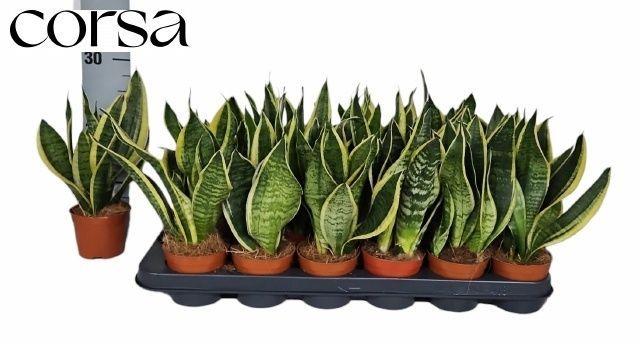 Горшечные цветы и растения оптом Sansev Futura Superb от 18шт (для телеги) из Голландии с доставкой по России