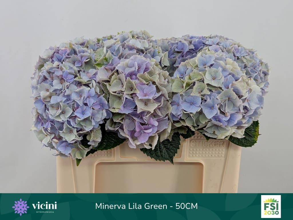 Срезанные цветы оптом Hydrangea my beautiful minerva classic от 10шт из Голландии с доставкой по России