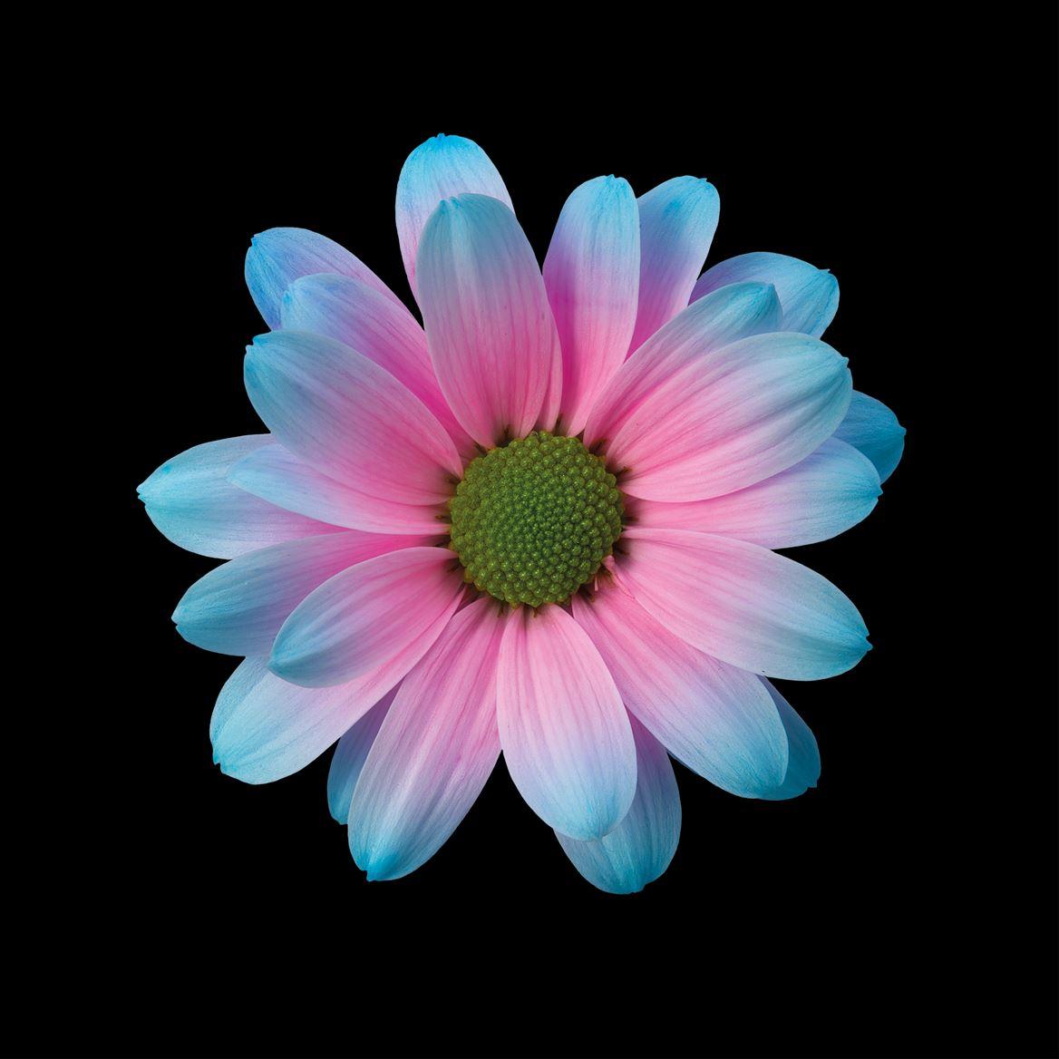 Срезанные цветы оптом Chrys sp paint kennedy bubblegum pink-blue от 40шт из Голландии с доставкой по России