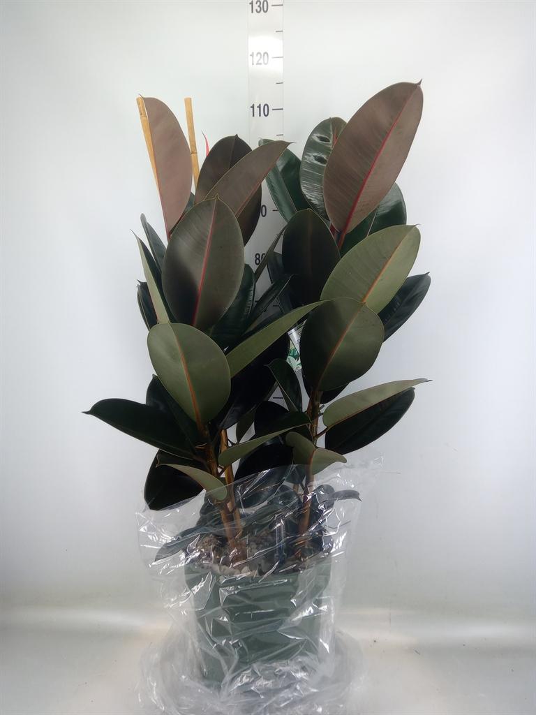 Горшечные цветы и растения оптом Ficus El Mandela 3pp от 1шт из Голландии с доставкой по России