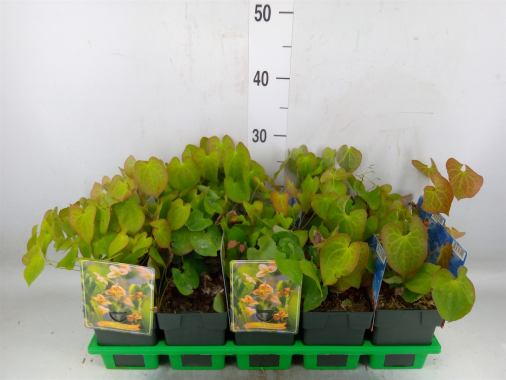 Горшечные цветы и растения оптом Epimedium Pubigerum от 10шт из Голландии с доставкой по России
