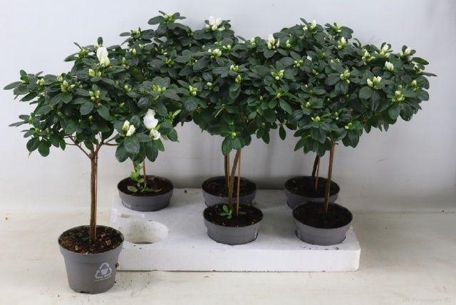 Горшечные цветы и растения оптом Rhodo Ov от 6шт из Голландии с доставкой по России