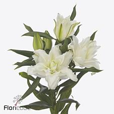 Срезанные цветы оптом Lilium or dbl roselily nadia от 30шт из Голландии с доставкой по России