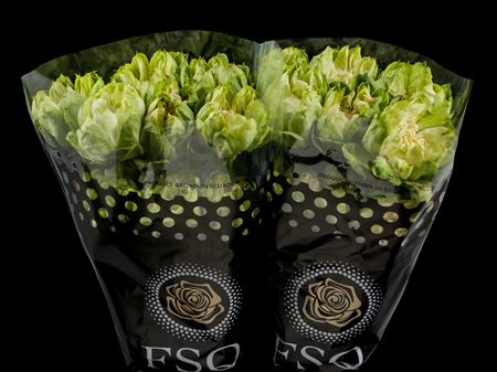 Срезанные цветы оптом Rosa ec veggie от 50шт из Голландии с доставкой по России