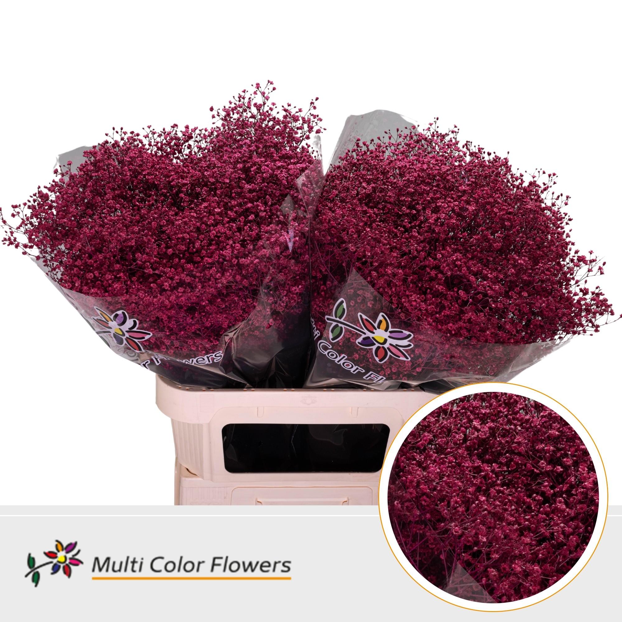 Срезанные цветы оптом Gyps fine paint cerise A от 50шт из Голландии с доставкой по России