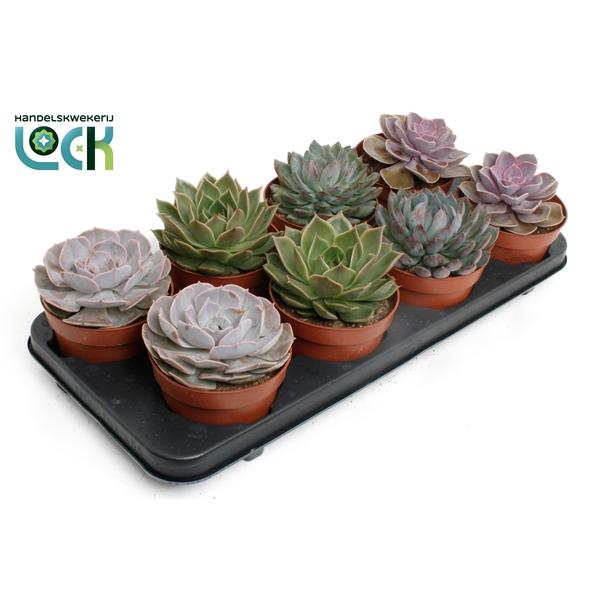 Горшечные цветы и растения оптом Echeveria Mix от 6шт из Голландии с доставкой по России