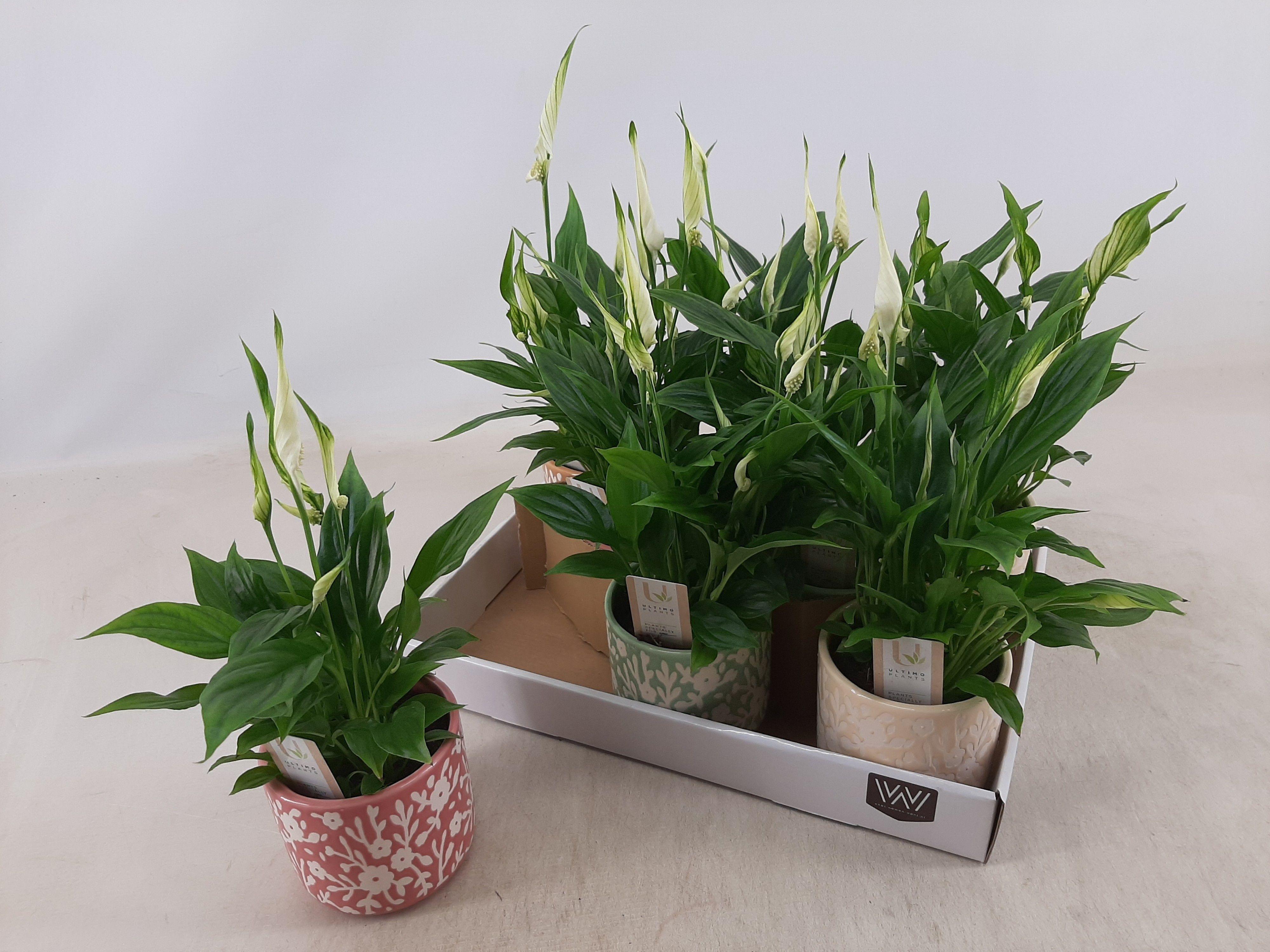 Горшечные цветы и растения оптом Spath Chopin от 8шт (для телеги) из Голландии с доставкой по России