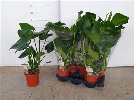 Горшечные цветы и растения оптом Monstera Deliciosa 17cm от 6шт из Голландии с доставкой по России