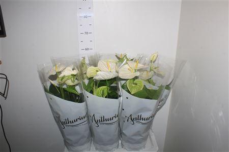 Горшечные цветы и растения оптом Anthu An Alpine 6+ P17 от 6шт из Голландии с доставкой по России