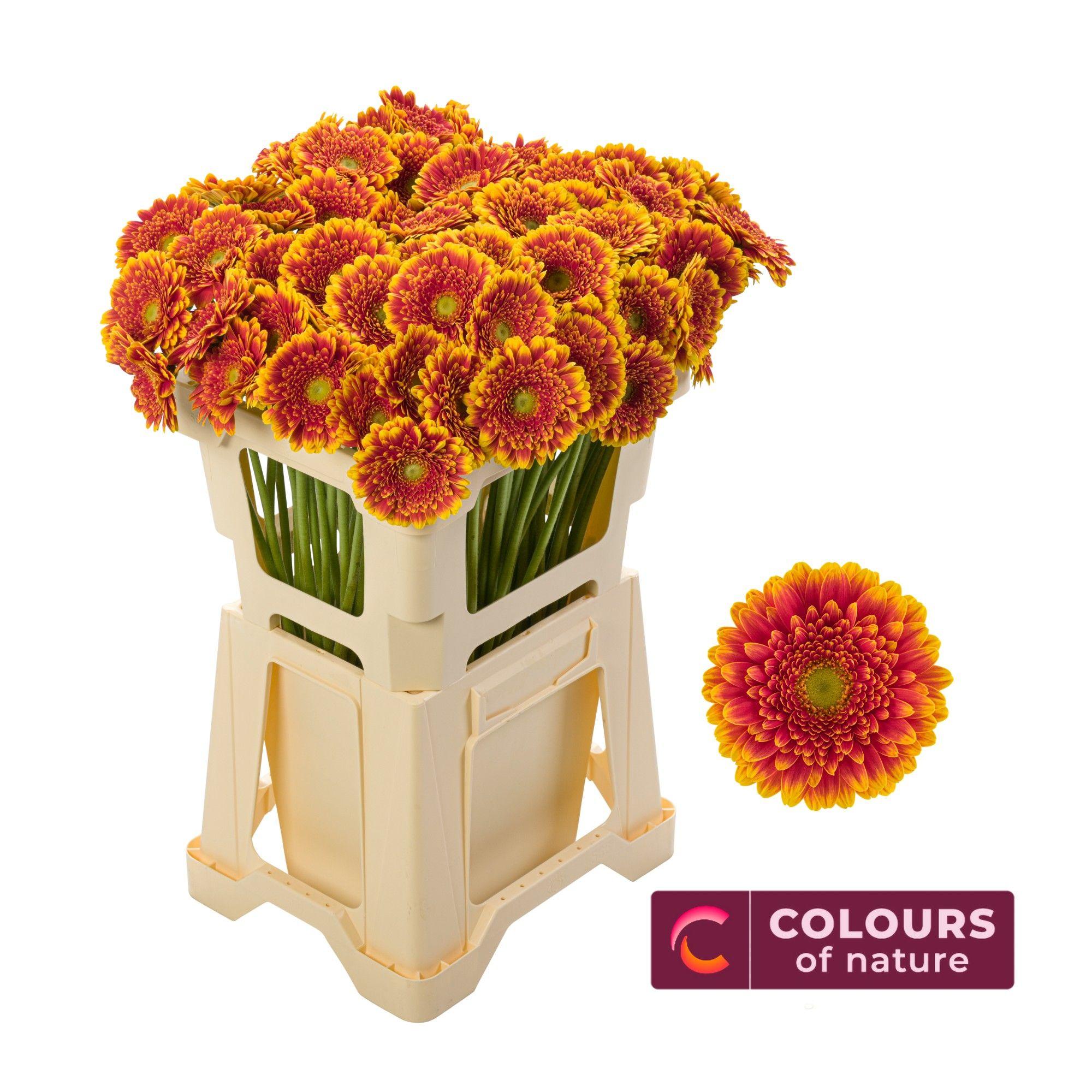 Срезанные цветы оптом Germini franky от 80шт из Голландии с доставкой по России Срезанные цветы оптом Germini franky от 80шт из Голландии с доставкой по России