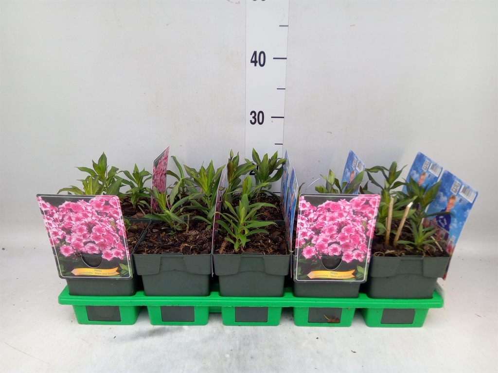 Горшечные цветы и растения оптом Phlox Panic. от 10шт из Голландии с доставкой по России