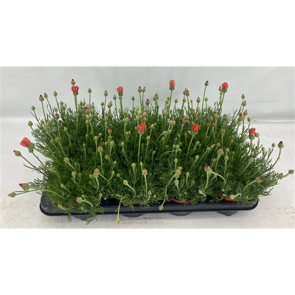 Горшечные цветы и растения оптом Rhodanthemum Zagora Orange от 8шт из Голландии с доставкой по России