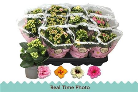 Горшечные цветы и растения оптом Kal Ros Mix Special от 12шт (для телеги) из Голландии с доставкой по России