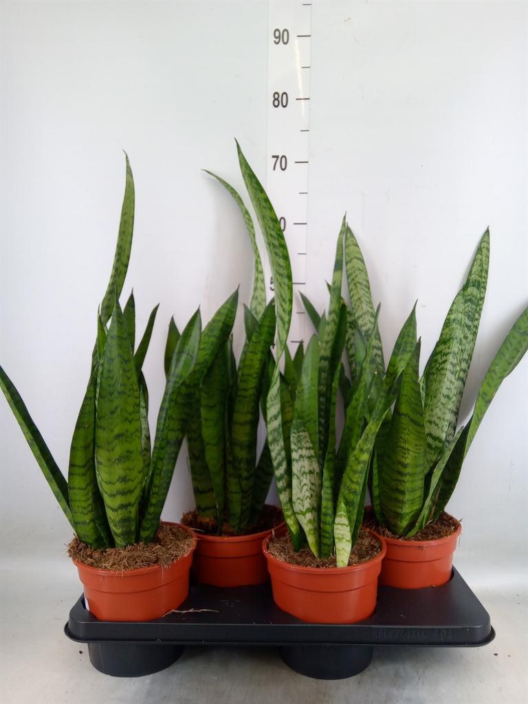 Горшечные цветы и растения оптом Sansevieria Zeylanica от 4шт из Голландии с доставкой по России
