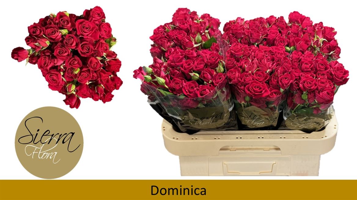 Срезанные цветы оптом Rosa spray dominica от 50шт из Голландии с доставкой по России