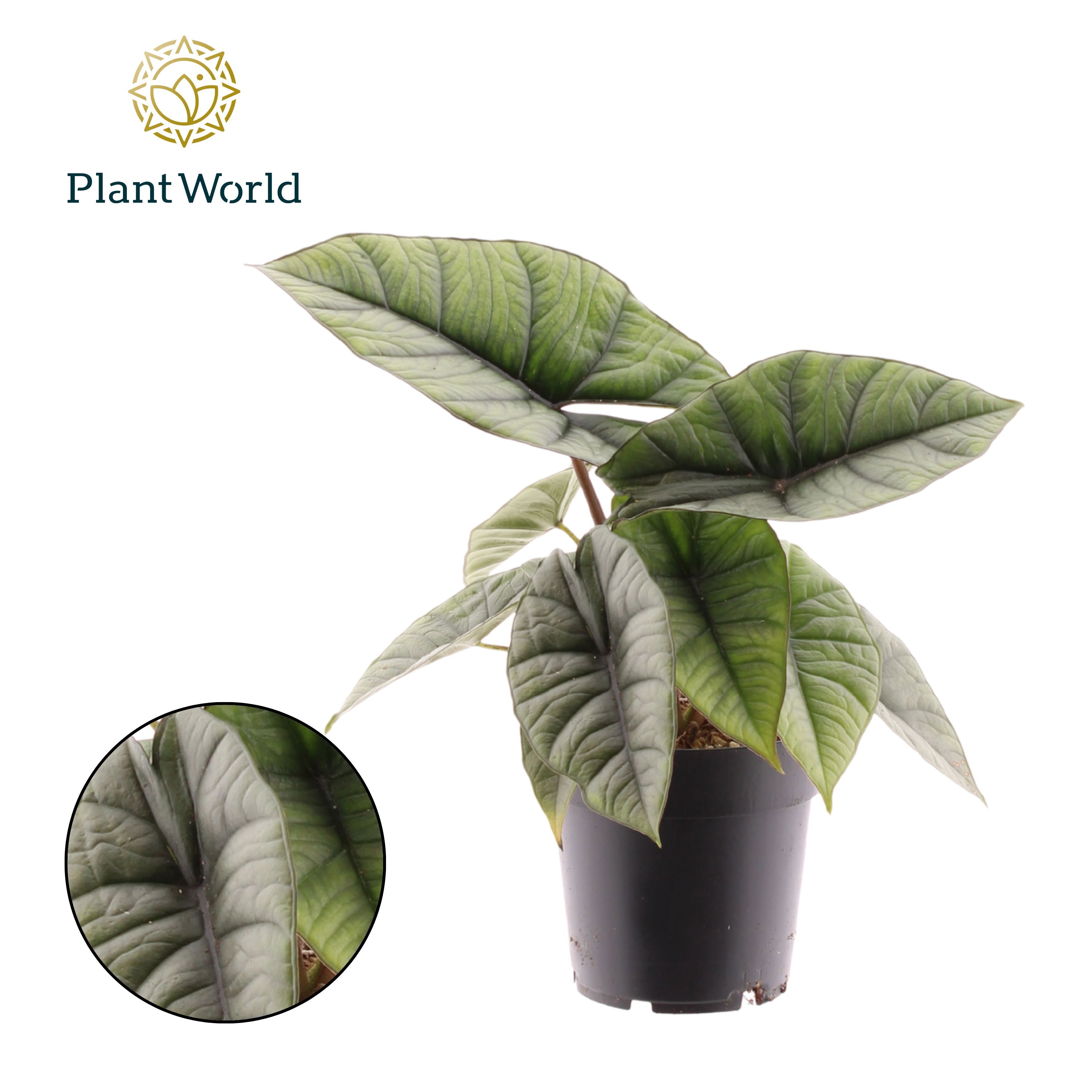 Горшечные цветы и растения оптом Alocasia Platinum от 7шт (для телеги) из Голландии с доставкой по России