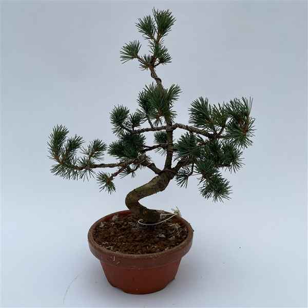 Горшечные цветы и растения оптом Bonsai Pinus от 1шт из Голландии с доставкой по России