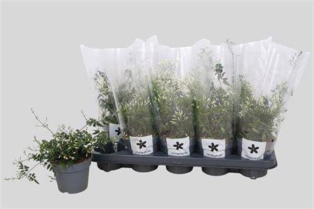 Горшечные цветы и растения оптом Jasm Polyanthum Wit 150++ от 10шт из Голландии с доставкой по России