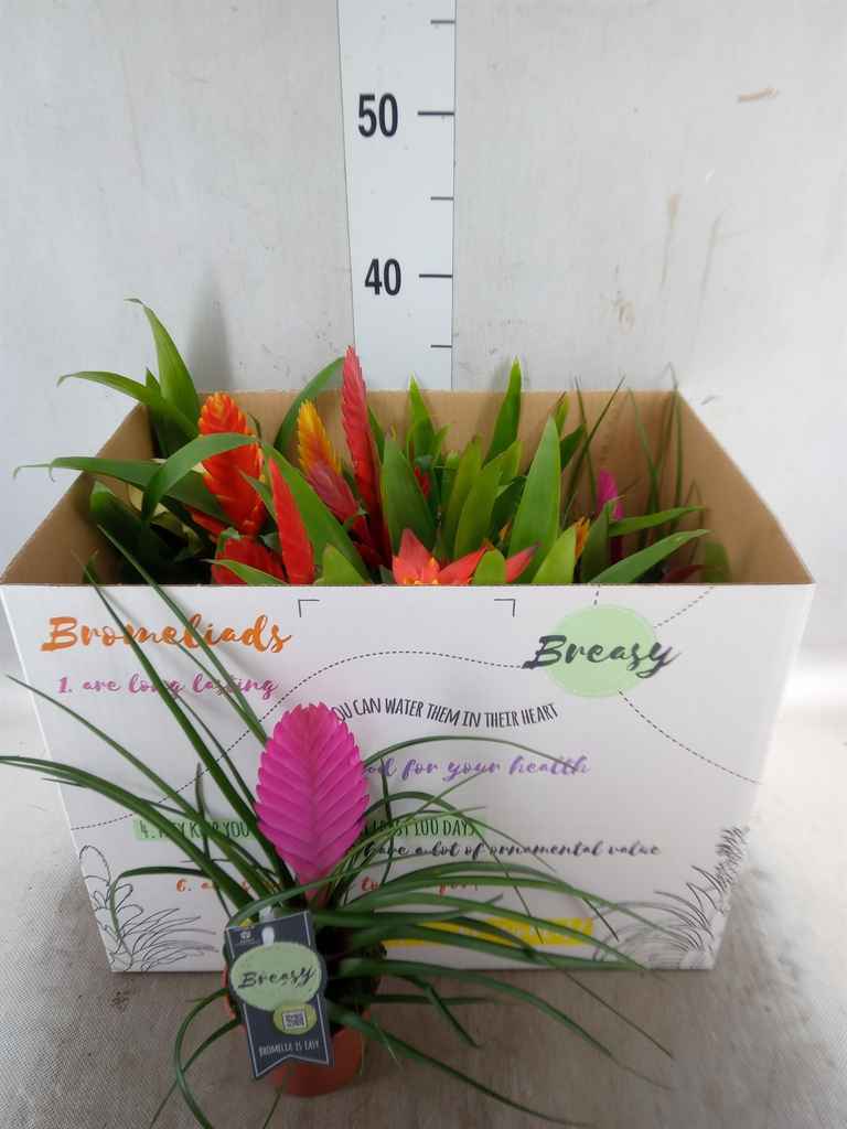 Горшечные цветы и растения оптом Bromelia   ...mix от 11шт из Голландии с доставкой по России