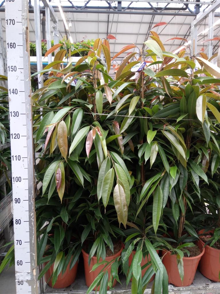 Горшечные цветы и растения оптом Ficus Bin Amstel King от 1шт из Голландии с доставкой по России