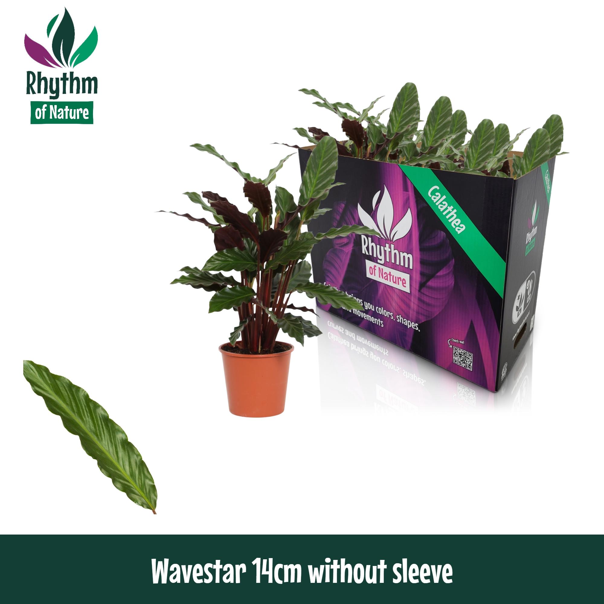 Горшечные цветы и растения оптом Calathea Wavestar Rhythm Of Nature No Sleeve от 8шт из Голландии с доставкой по России