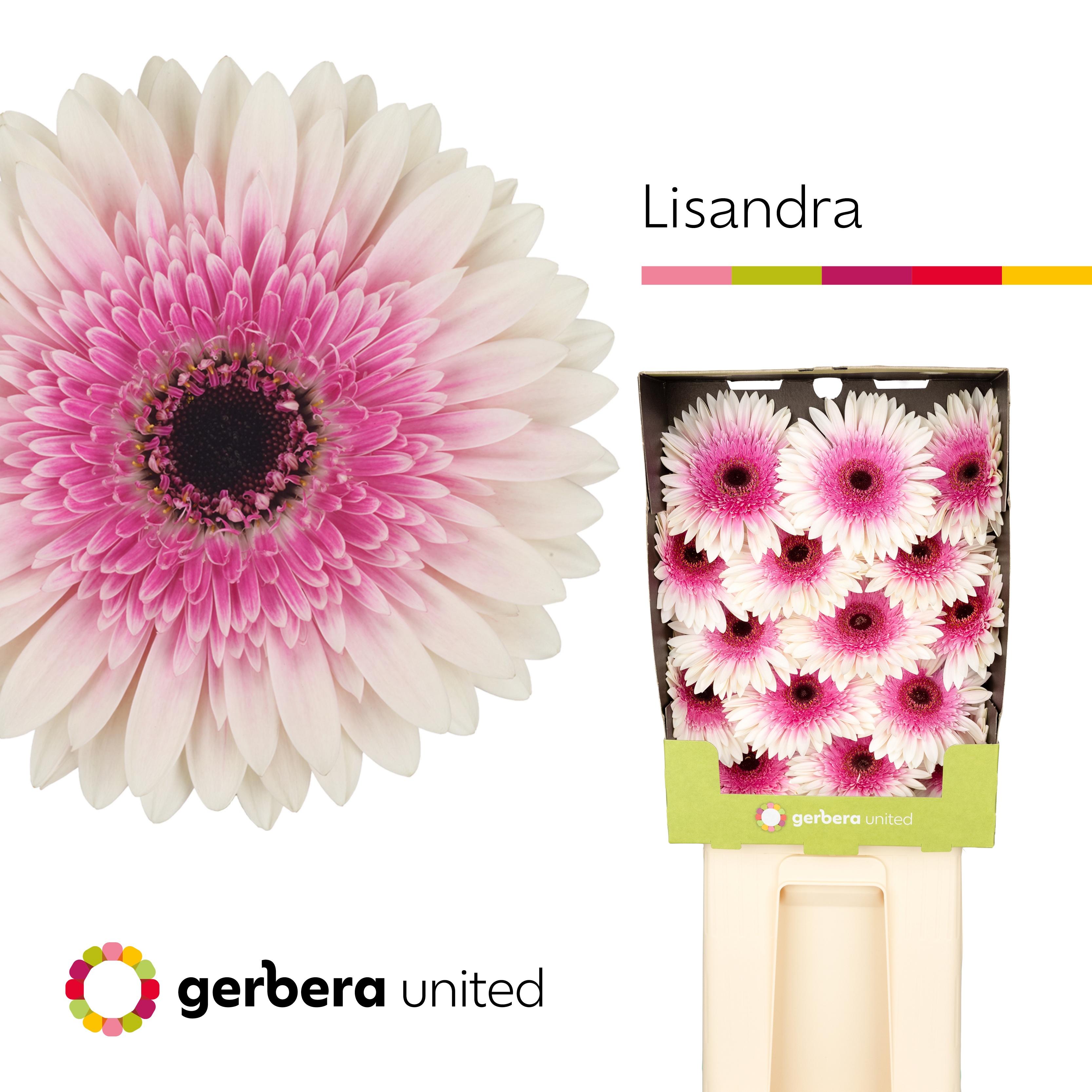 Срезанные цветы оптом Gerbera diamond lisandra от 45шт из Голландии с доставкой по России
