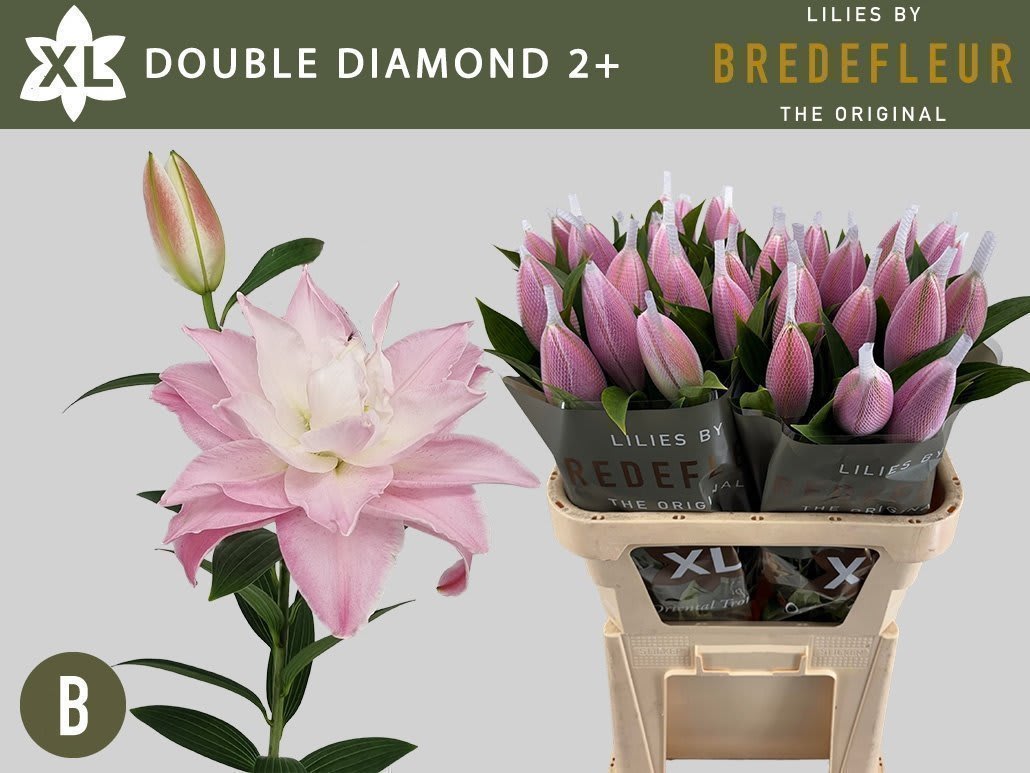 Срезанные цветы оптом Lilium or dbl double diamond от 40шт из Голландии с доставкой по России