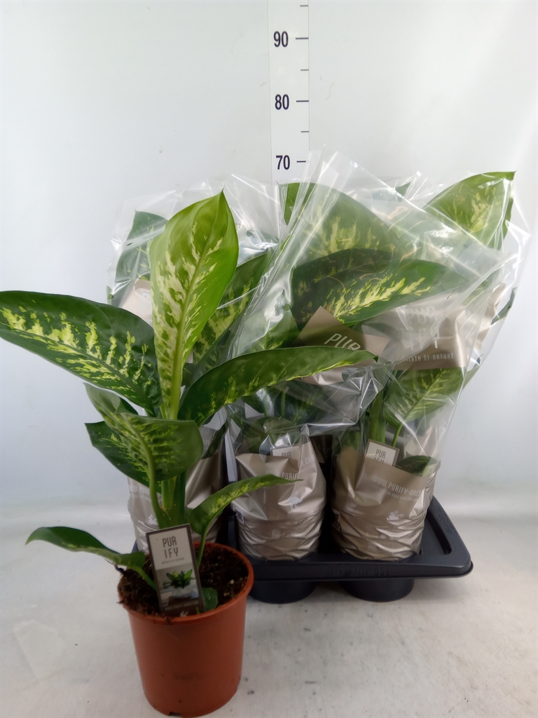 Горшечные цветы и растения оптом Dieffenbachia Tropic Snow от 6шт из Голландии с доставкой по России