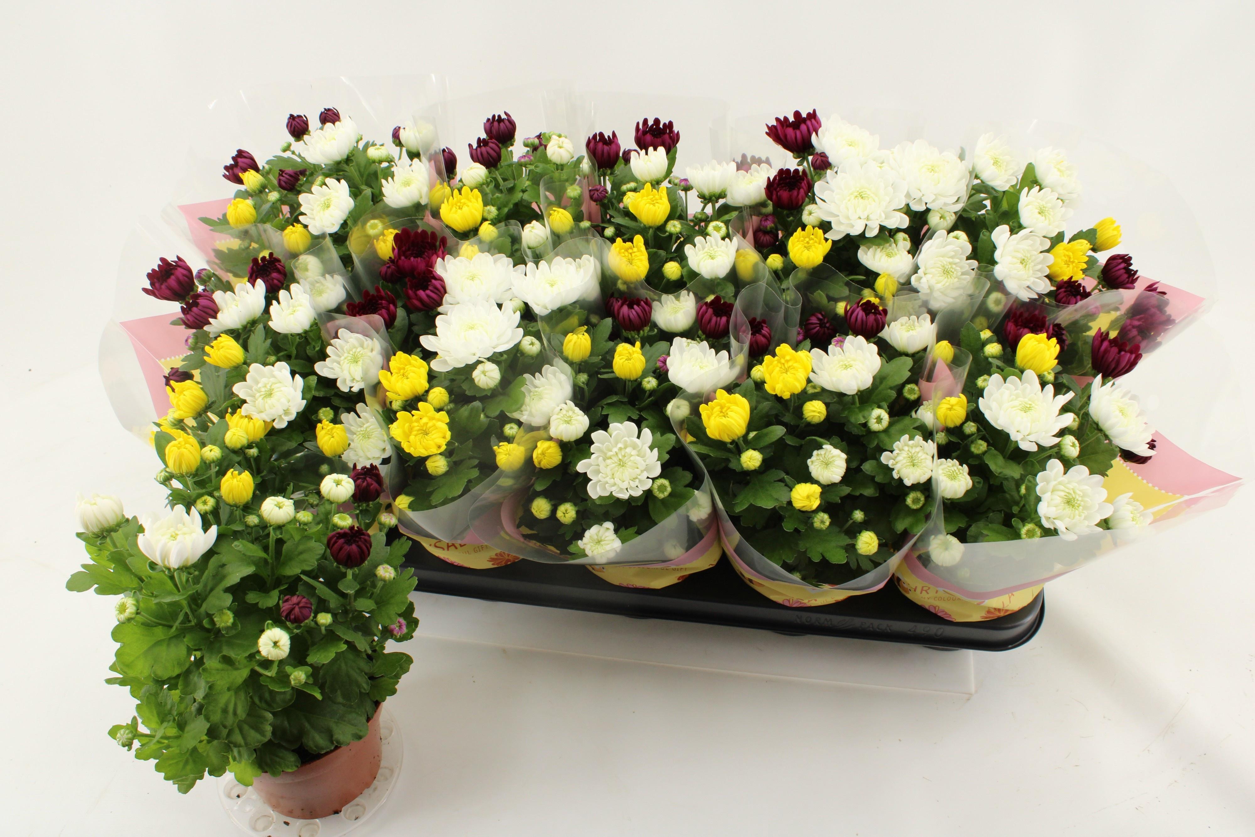 Горшечные цветы и растения оптом Chrys Gem In Pot от 10шт из Голландии с доставкой по России