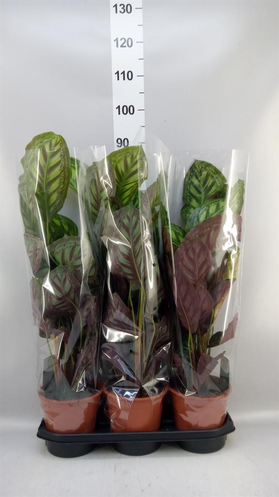 Горшечные цветы и растения оптом Calathea ... от 3шт из Голландии с доставкой по России