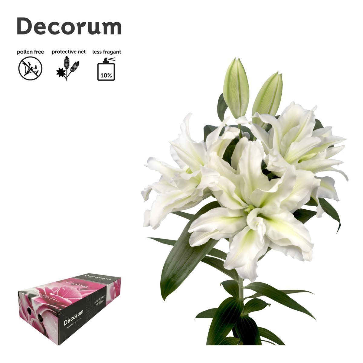 Срезанные цветы оптом Lilium or dbl roselily aisha от 30шт. из Голландии с доставкой по России