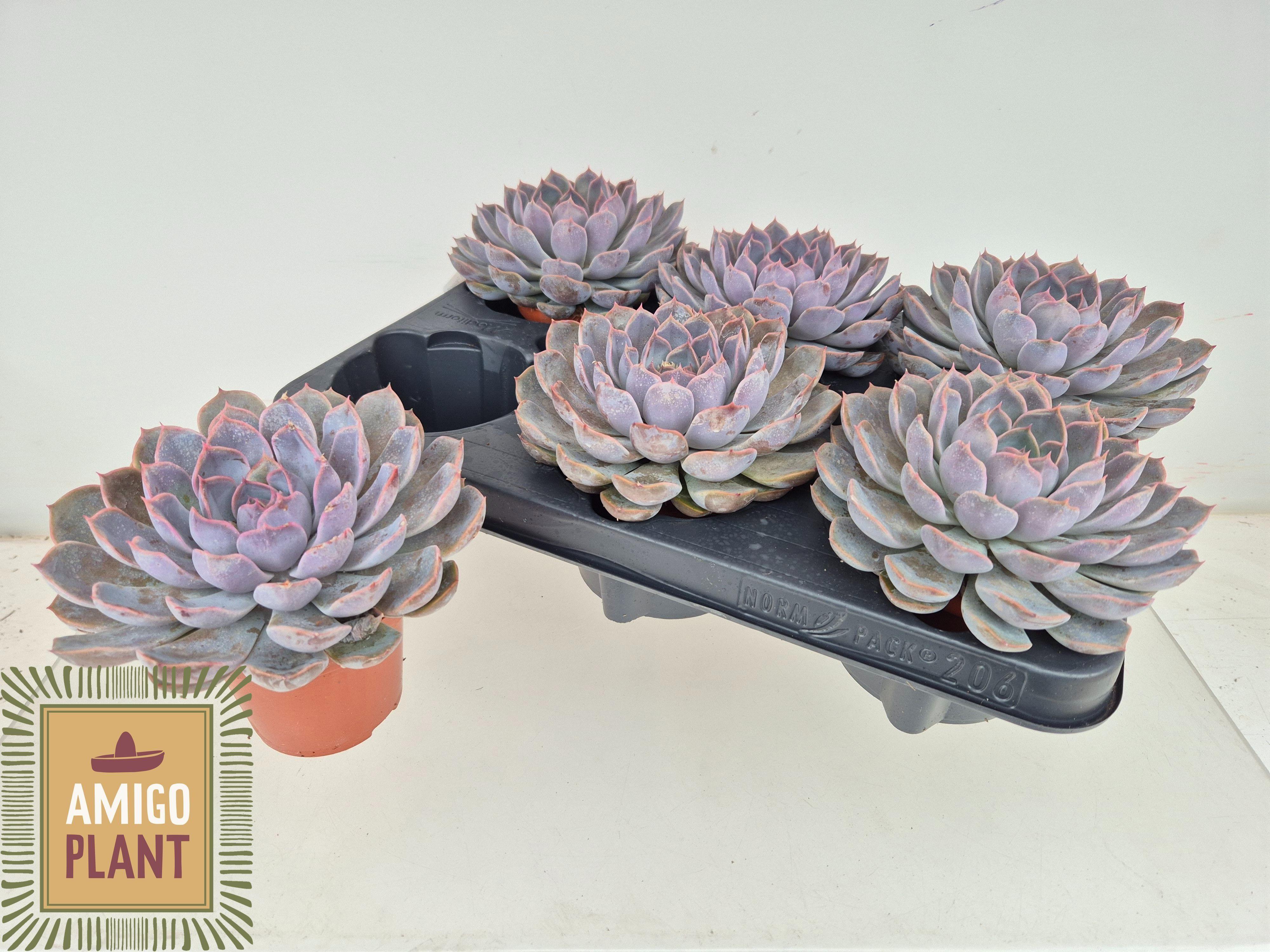 Горшечные цветы и растения оптом Echev Summer от 6шт (для телеги) из Голландии с доставкой по России