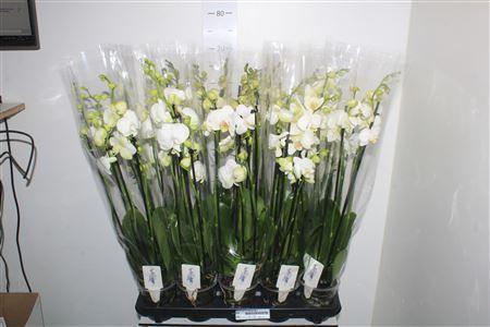 Горшечные цветы и растения оптом Phal Ov Wit 5 Branche 30+ от 10шт из Голландии с доставкой по России