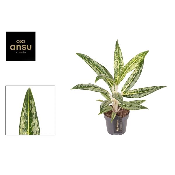 Горшечные цветы и растения оптом Aglaonema Matcha Lemon от 6шт из Голландии с доставкой по России