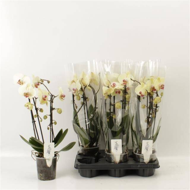 Горшечные цветы и растения оптом Phalaenopsis Elegant Cascade от 6шт из Голландии с доставкой по России