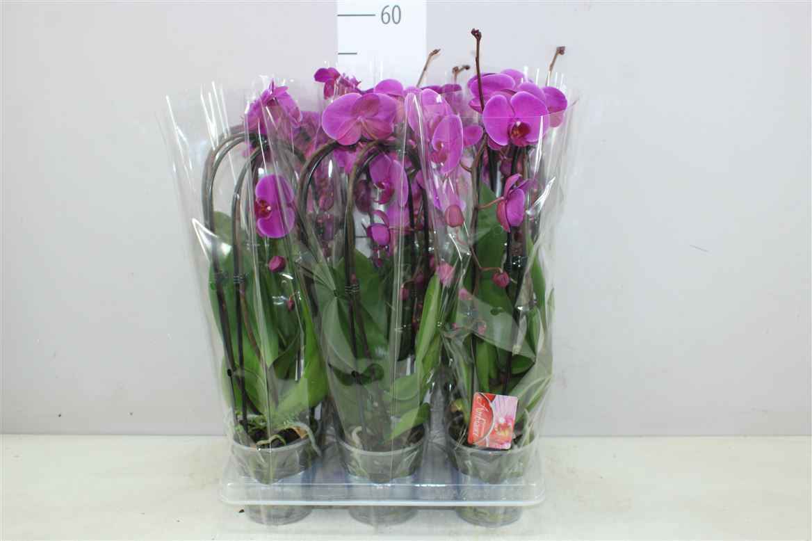 Горшечные цветы и растения оптом Phal Cascade Paars 2 Tak от 6шт из Голландии с доставкой по России