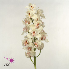Срезанные цветы оптом Cymbidium white cascade от 6шт.. из Голландии с доставкой по России