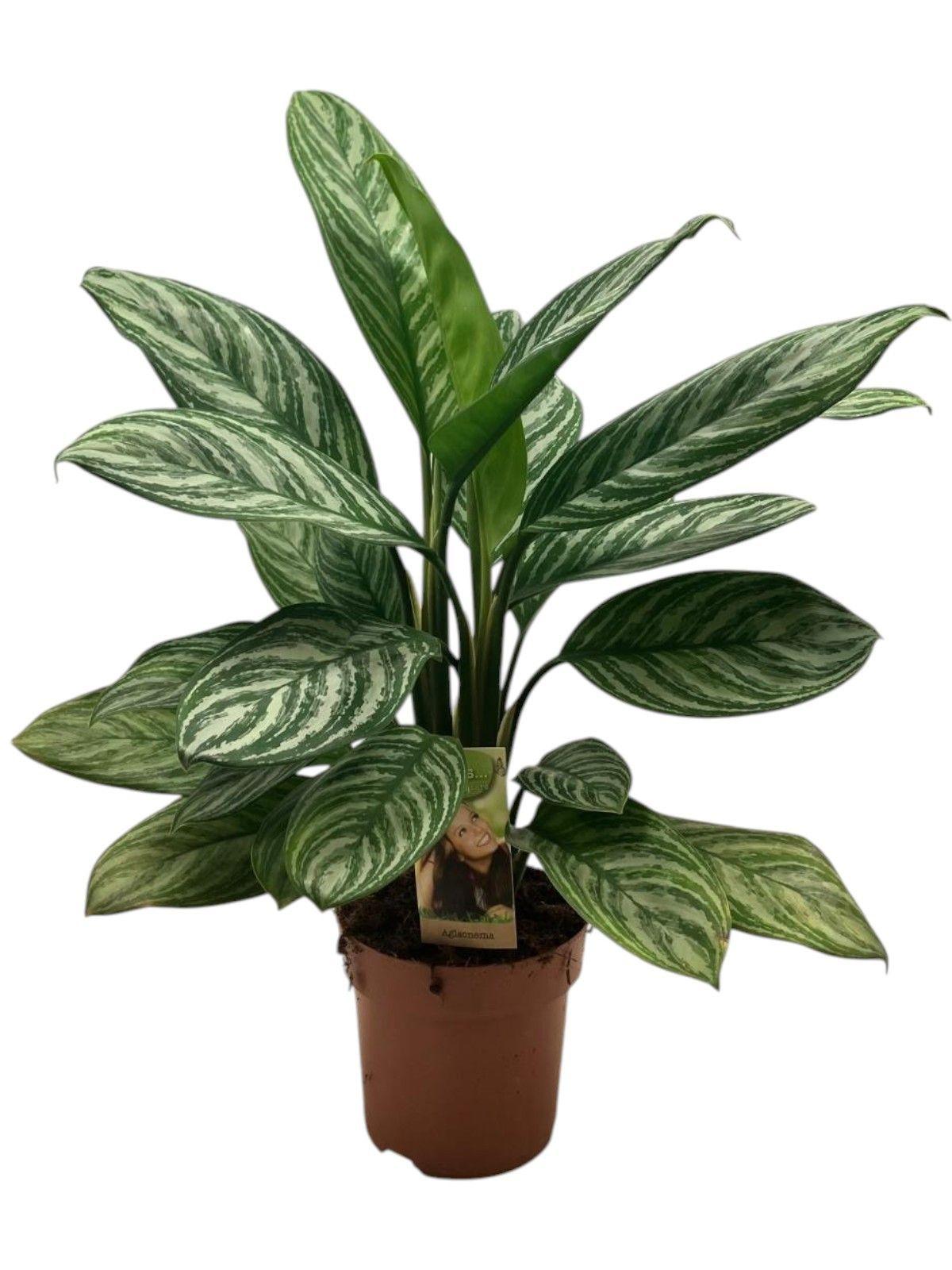 Горшечные цветы и растения оптом Aglaonema Silver Stripe от 1шт из Голландии с доставкой по России