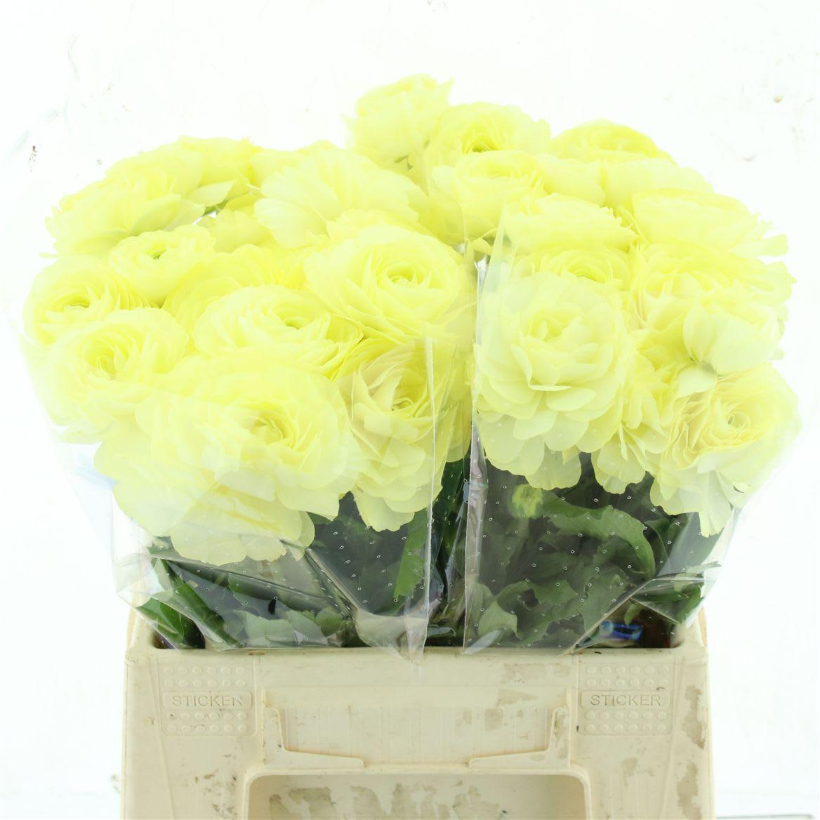 Срезанные цветы оптом Ranunculus natura moderna limoncello от 80шт из Голландии с доставкой по России