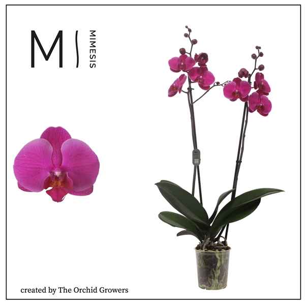 Горшечные цветы и растения оптом Nr: 1955 Phal 2st Purple (orchid Growers) от 10шт из Голландии с доставкой по России