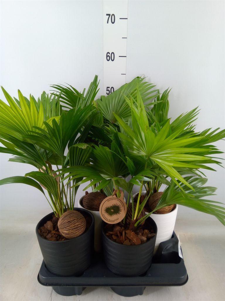Горшечные цветы и растения оптом Livistona Rotundifolia от 4шт из Голландии с доставкой по России