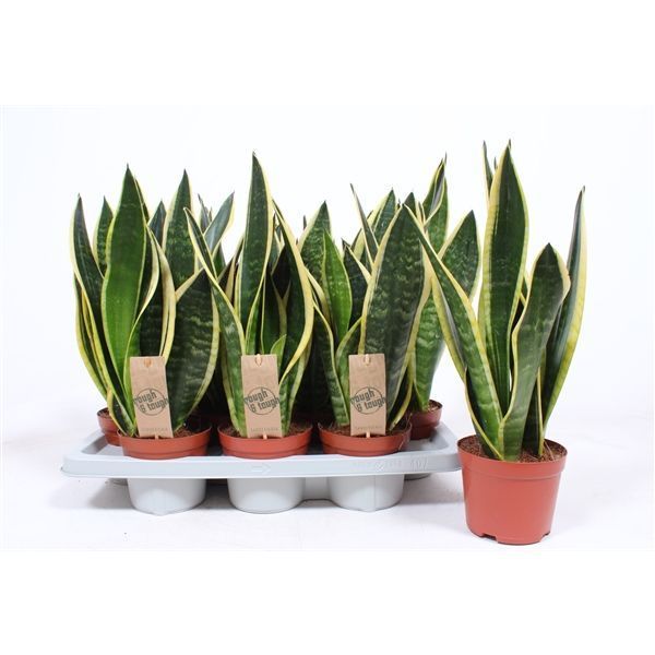 Горшечные цветы и растения оптом Sansevieria Black Superba от 7шт из Голландии с доставкой по России