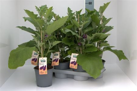 Горшечные цветы и растения оптом Aubergine Planten от 6шт из Голландии с доставкой по России