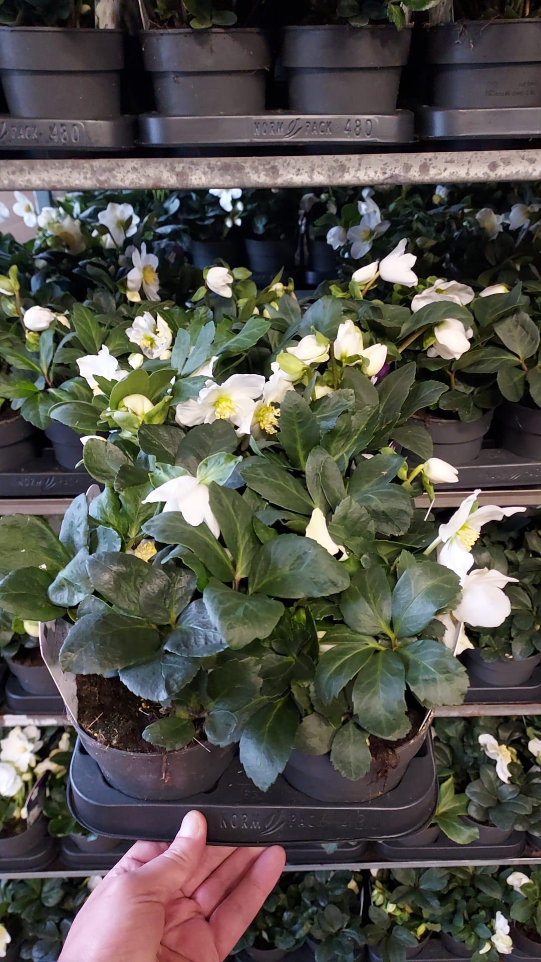 Горшечные цветы и растения оптом Helleborus Nig. Christmas Carol от 10шт из Голландии с доставкой по России Горшечные цветы и растения оптом Helleborus Nig. Christmas Carol от 10шт из Голландии с доставкой по России